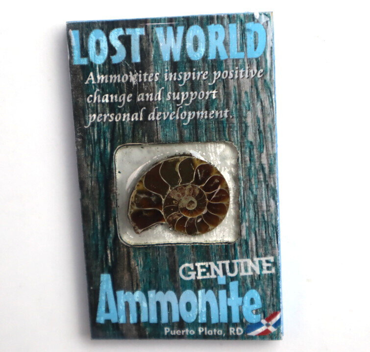 Lost World Ammonite Wood Refrigerator magnet Dominican Rep. Puerto Plata – photo 5