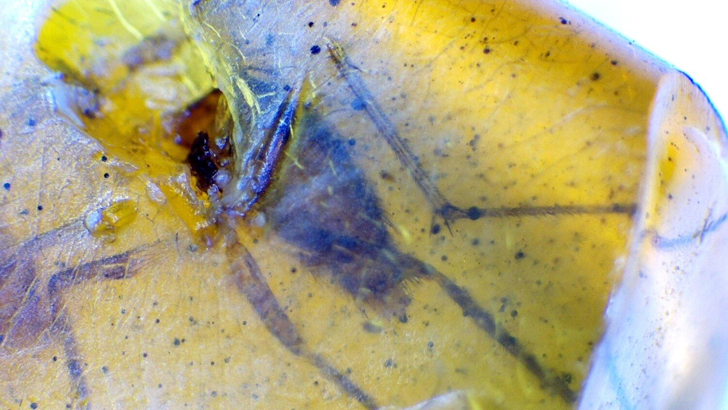 Authentic Beautiful Spider Inclusion In Amber Fossils/Insects 17mm – photo 3
