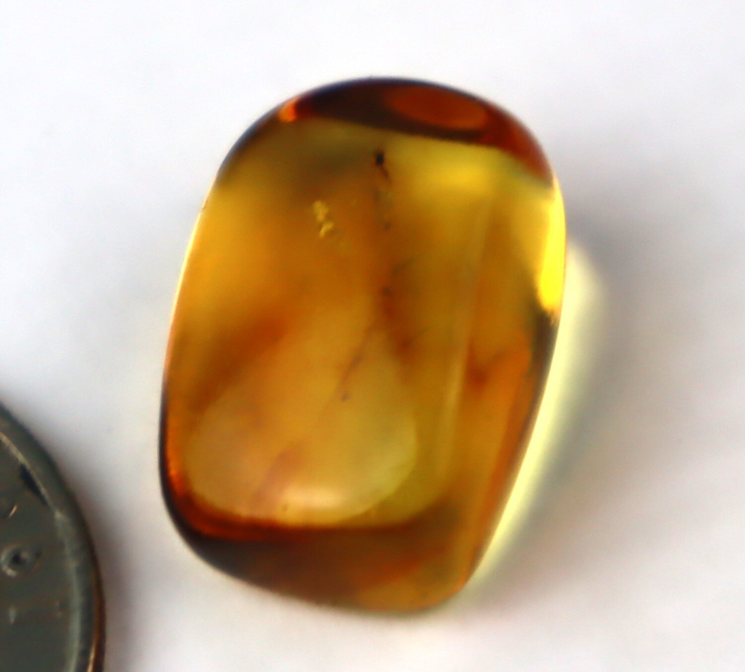 Natural Dominican Amber Insect Fossil – Polished Stone – photo 6