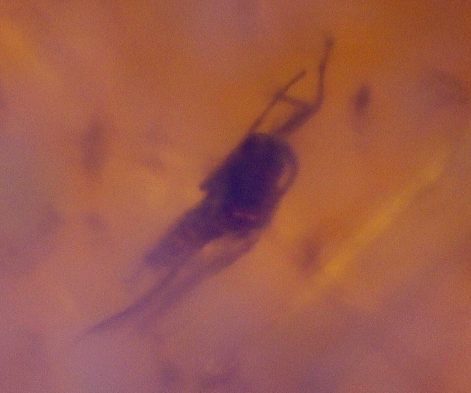 Genuine Dominican Red Amber w/ Fossil Rove Beetle (Staphylinidae) 12.5ct – photo 5