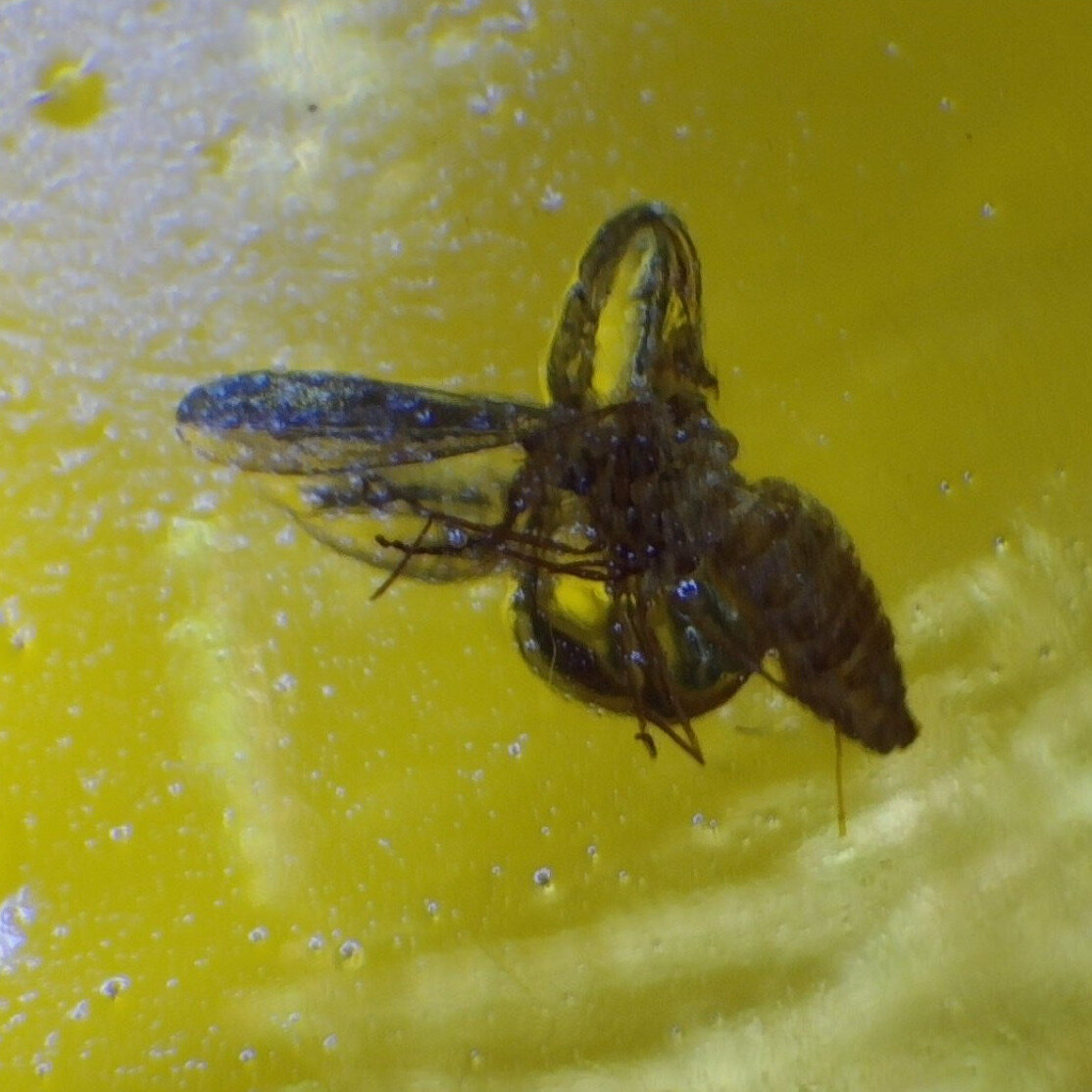 Handmade Clear Wasp Dominican Amber 925 Sterling Silver Fossils 32mm 4.4g – photo 5