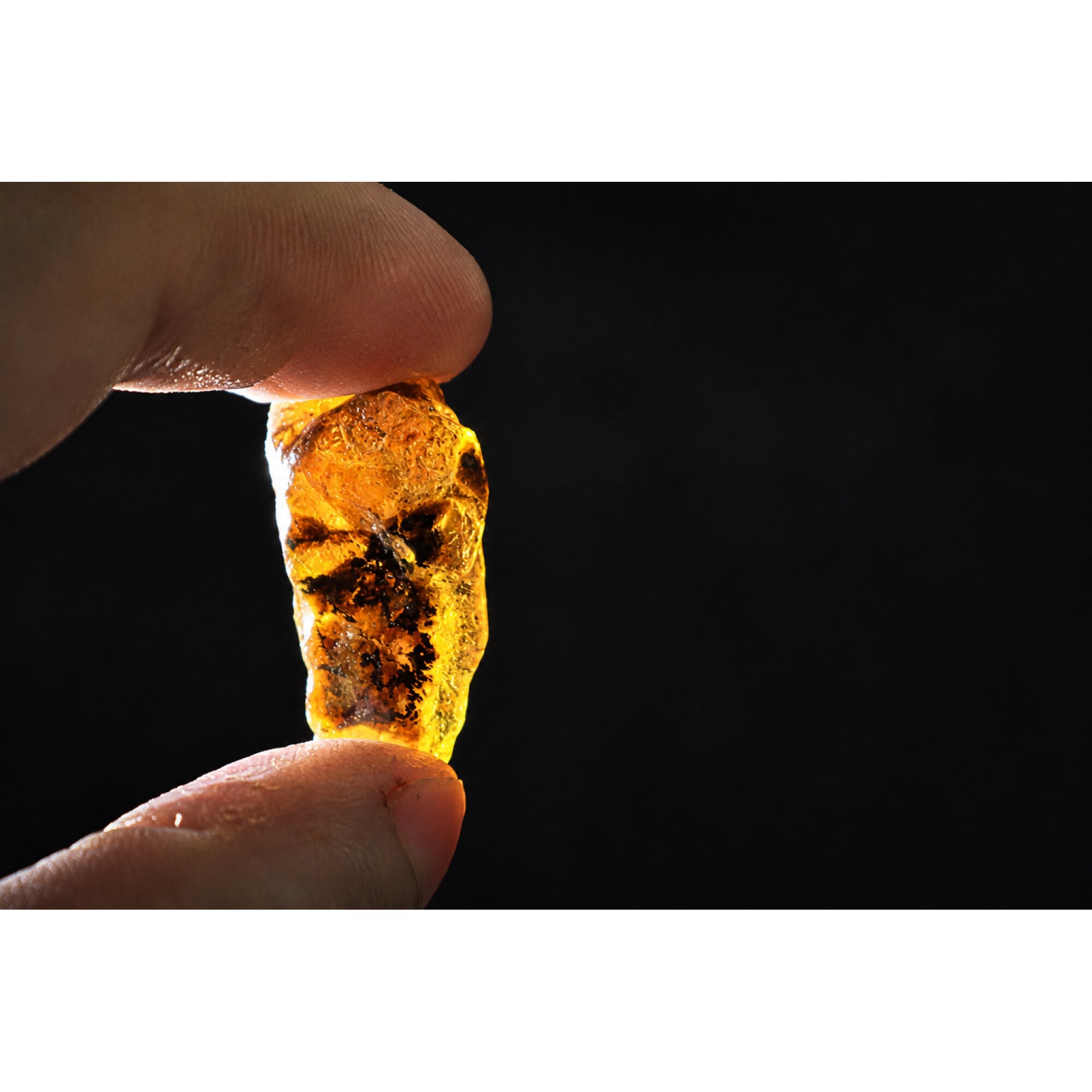 Translucent royal blue Natural Dominican Amber butterscotch Rough Specimen 33 mm – photo 2