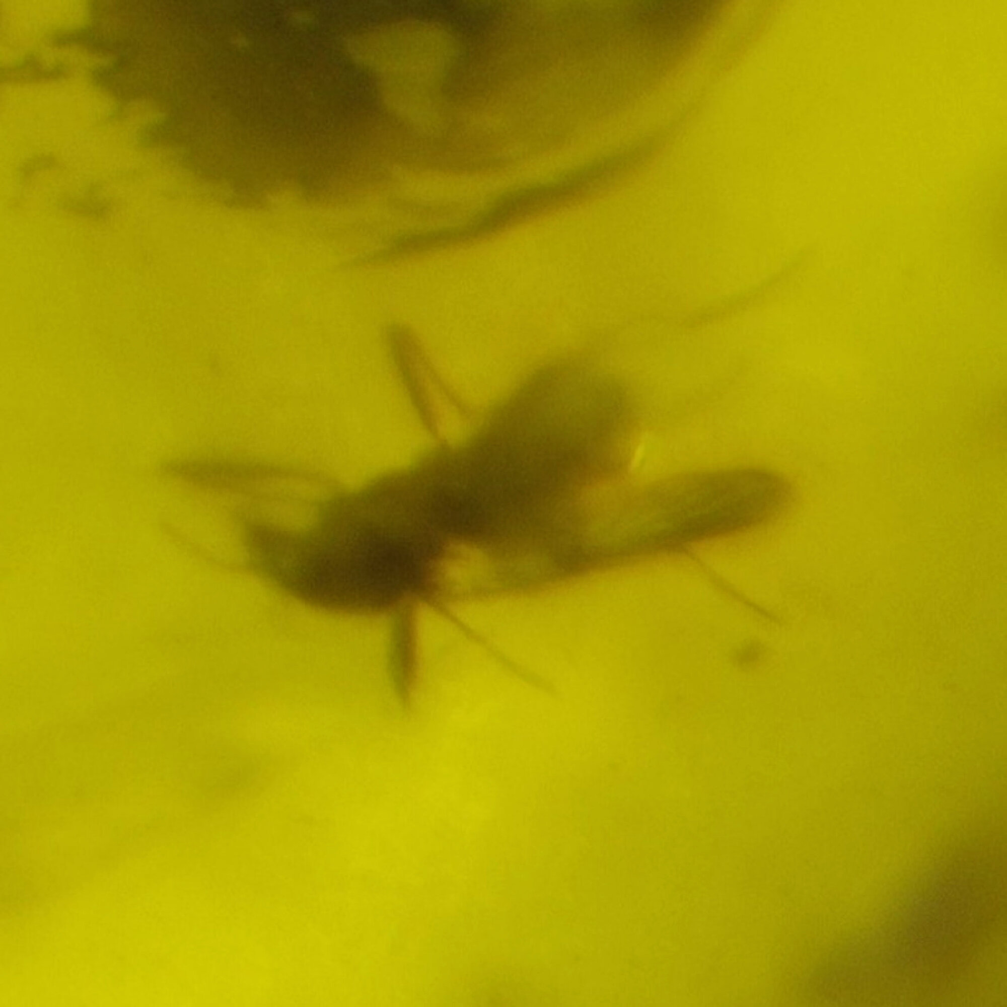 Real yellow orange Dominican amber fly and beetle stone 22mm – photo 4