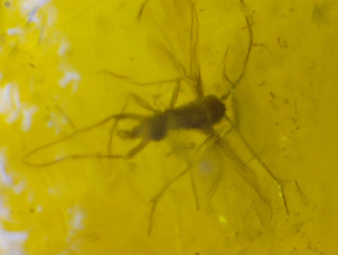Lovely Natural Dominican Clear Yellow Amber Fossil Insect Fleas Polished Stone 3 – photo 14