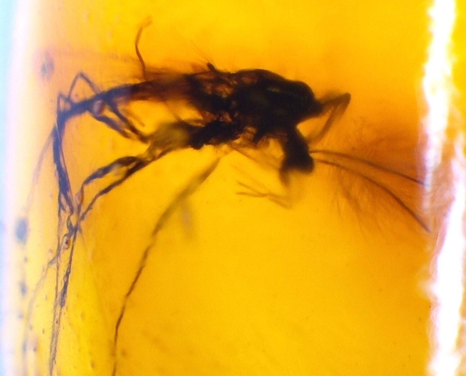 Natural Dominican Amber Insect Fossil – Polished Stone 18mm – photo 3