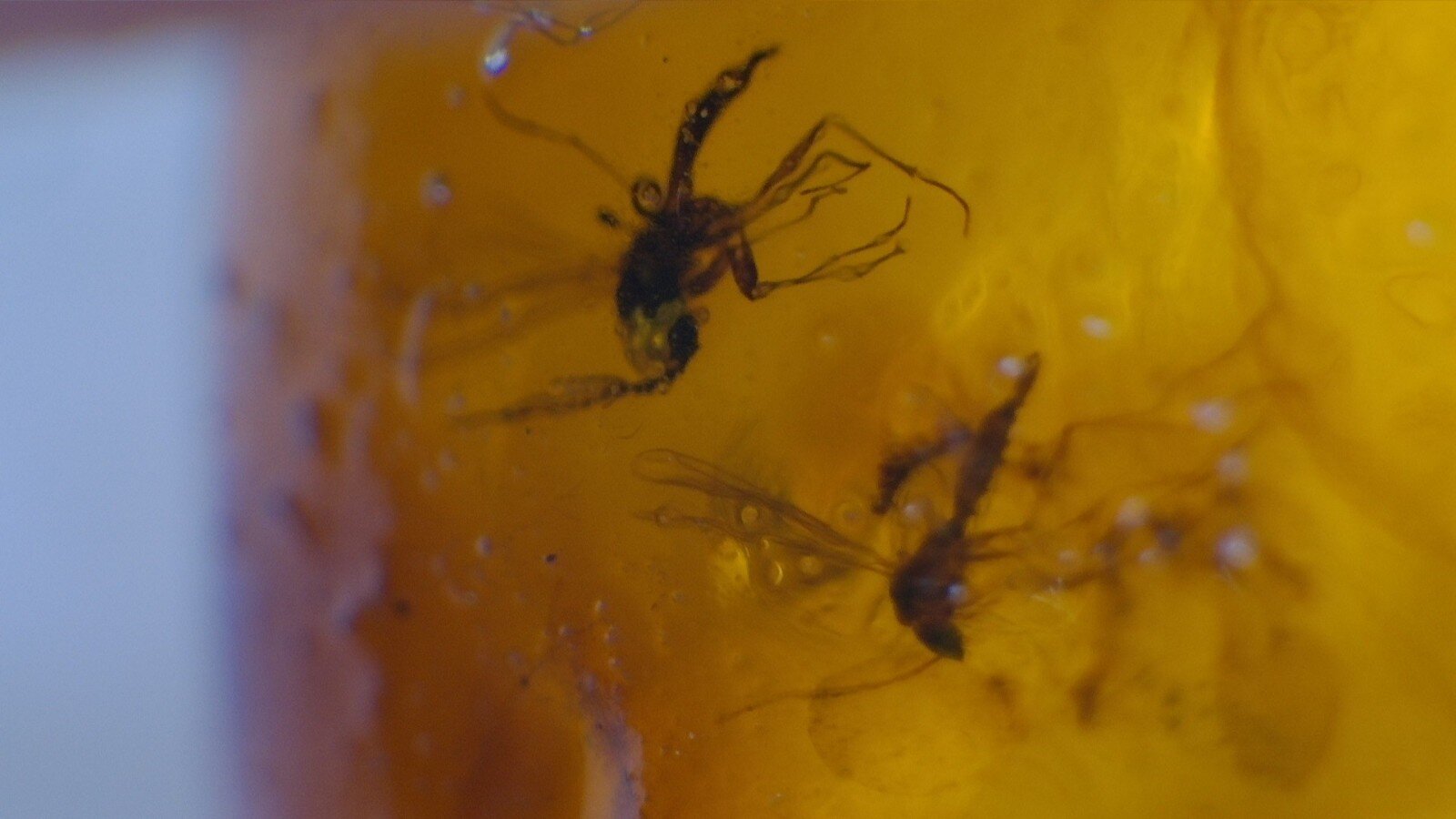 Premium Dominican Amber Multiple Fossil with Insect Inclusions – photo 5