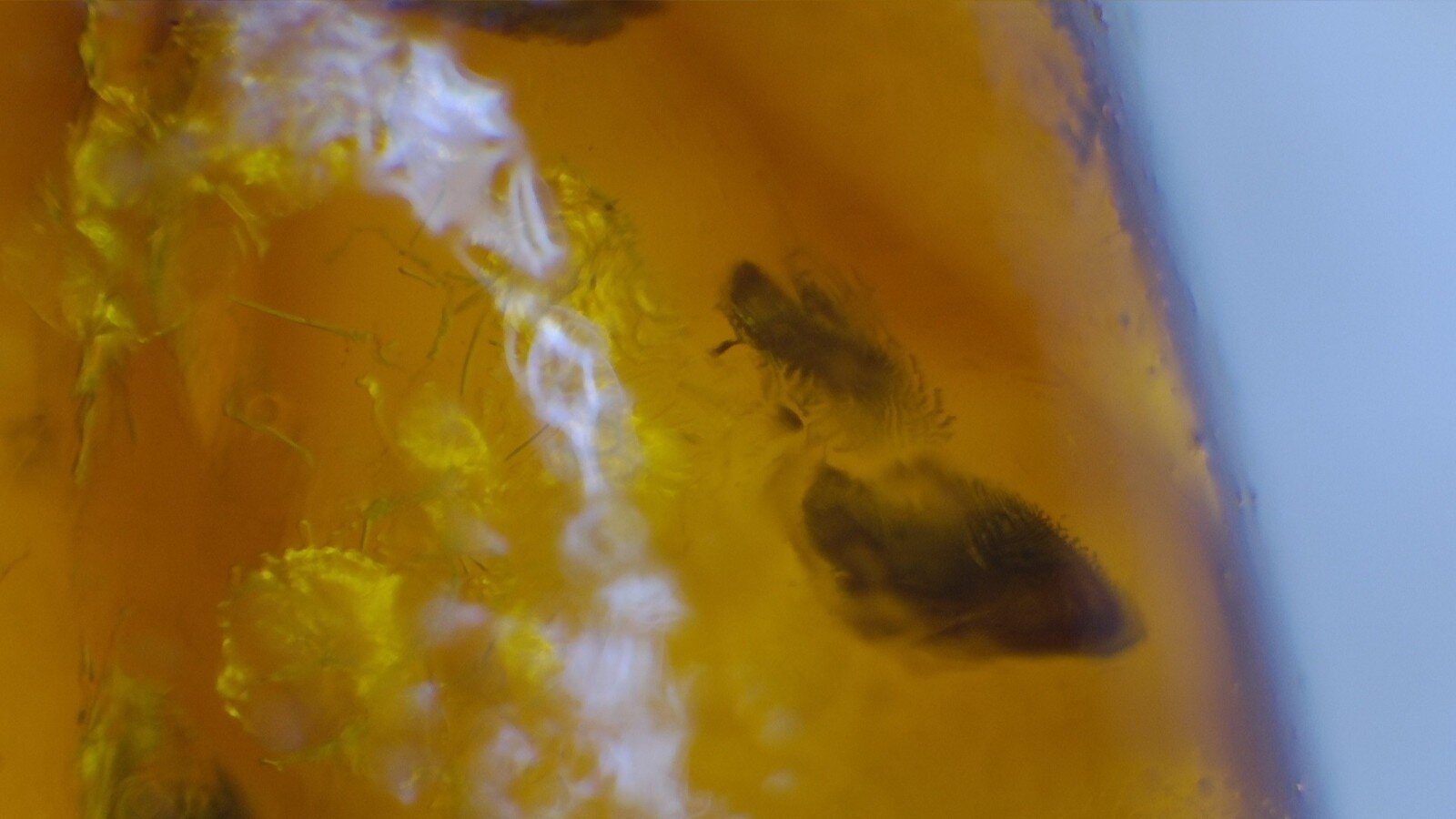 Premium Dominican Amber with Botanical Inclusion – photo 8